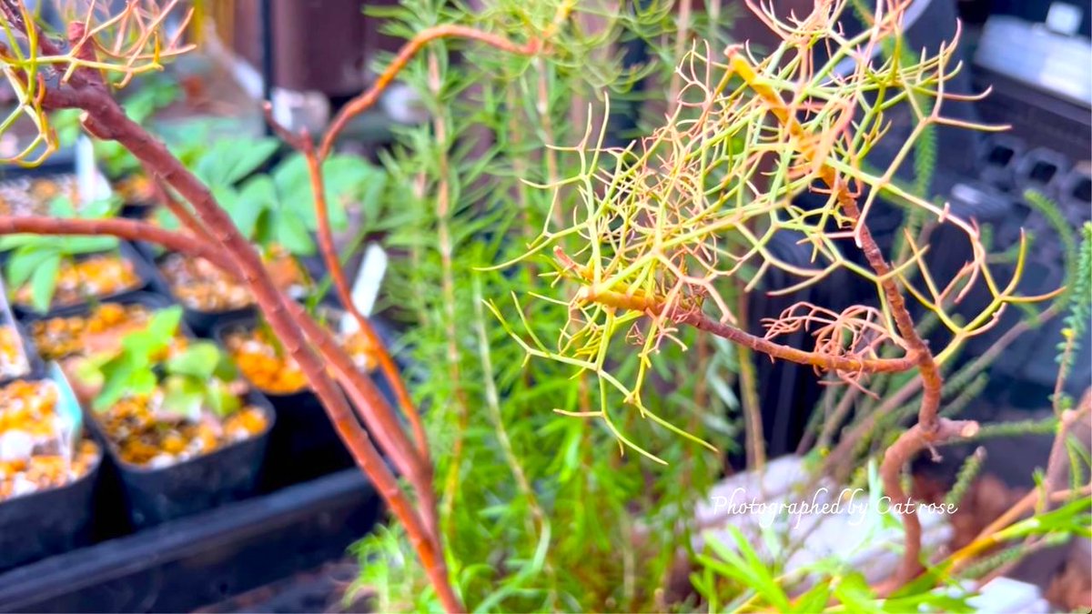 趣味の園芸コミュニティ Community on X - 85 Members