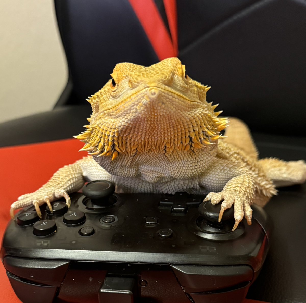 🦎Visceral🪶 (Tomistoma enjoyer🐊) tweet media