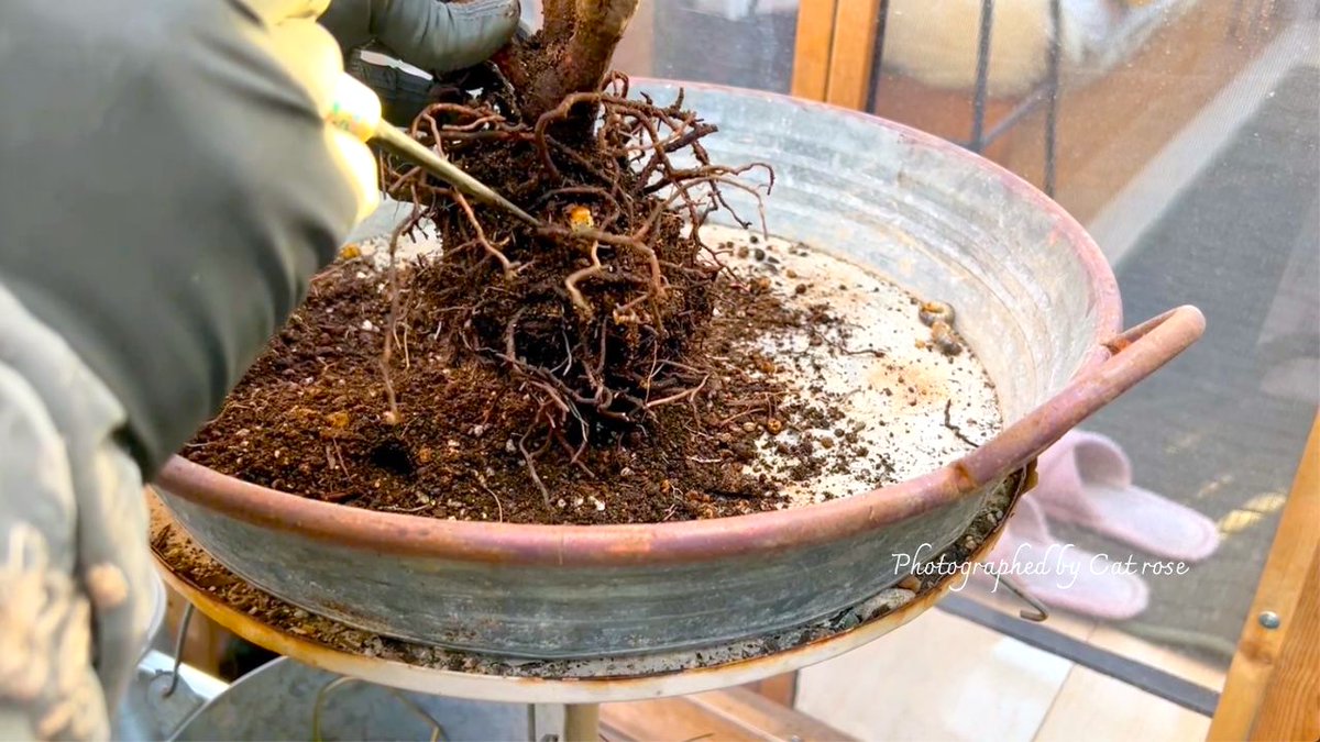 趣味の園芸コミュニティ Community on X - 85 Members