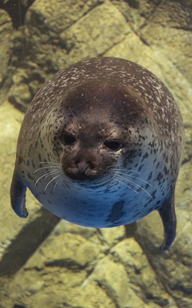 丸すぎるアザラシが可愛い🦭 2025/12/4 ＃ココア ＃新江ノ島水族館