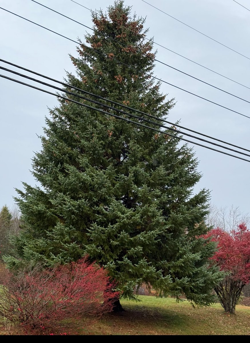 Sharon Mulvagh MD FRCPC FASE FACC tweet media