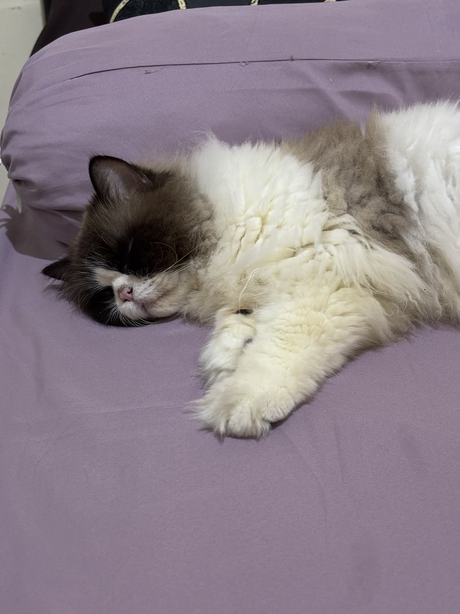 Kemarin Shelby abis dimandiin, hari ini mommy ganti sprei, Shelby langsung boboan di kasur abis makan. Enak banget hidup tanpa beban as majikan. 😇☝🏻❤️❤️❤️❤️