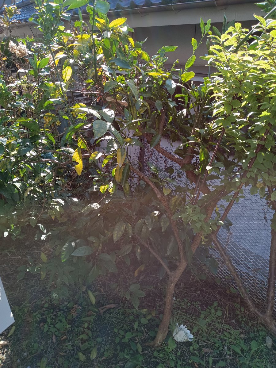 庭のみかんを収穫したのだ🍊 小さな木だけど40個取れましたのだ🍊 #みかん