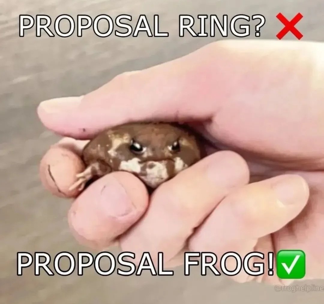 No Context Frogs (@nocontextfrogs) on Twitter photo 