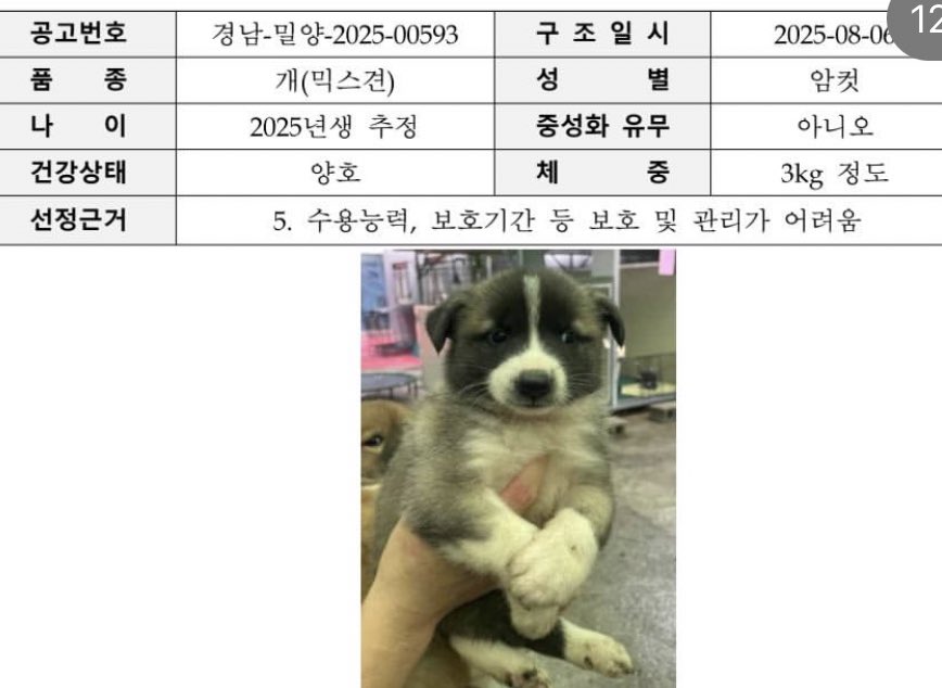 zzoogooli's tweet photo. 밀양보호소 안락사 45명 예정… 
제 픽은요…⬇️⬇️⬇️
웃음만 나는 이 찐빵들 좀 보세요ㅠ 가좍이 되어주세요 https://t.co/aU65M8J7VT