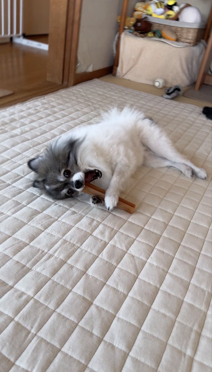 MKitapome's tweet photo. 兄ポメの食べ方クセ強くない？😂
手で持つ派の犬っています？？

#双子ポメ #ポメラニアン https://t.co/j2t5Xq0tKC