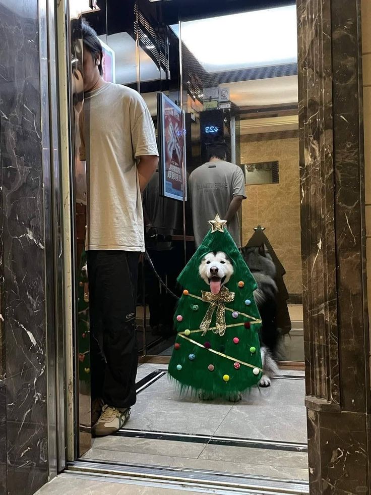 no context animals (@twperritos) on Twitter photo 