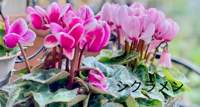 NetyaNew's tweet photo. 12月の花「シクラメン」 https://t.co/GrsInAL8U2