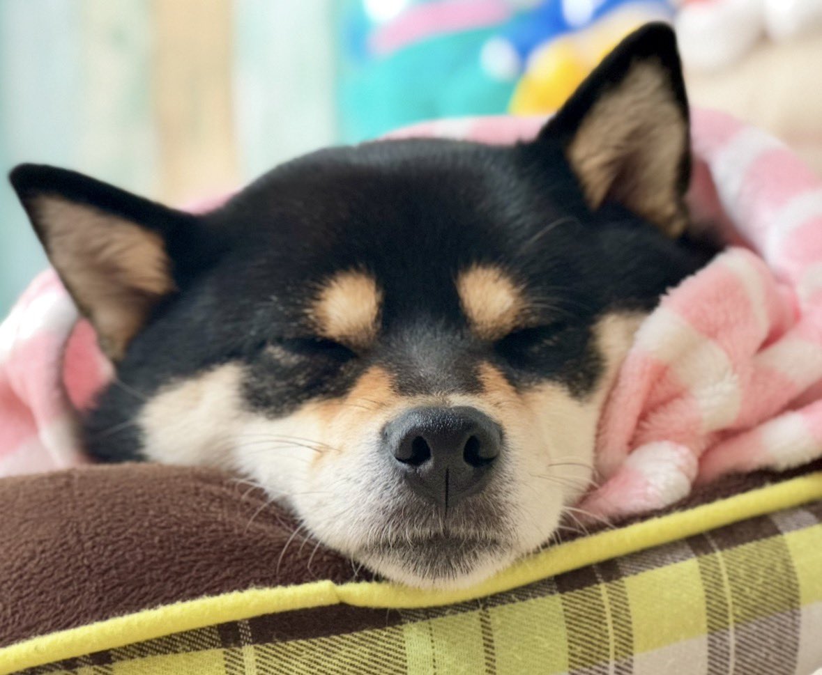 🐕ぽちゃこつ7.18🐕 (@SKotsu) / Posts / X