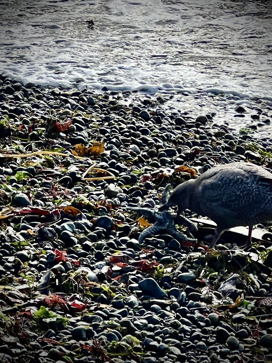 Beach/tidal area litter, debris clean up at West Seattle's Lincoln Park after a windstorm last night and a King Tide. Puget Sound is far too beautiful to trash, and hey, I got in a healthy walk in the process! Please don't litter.