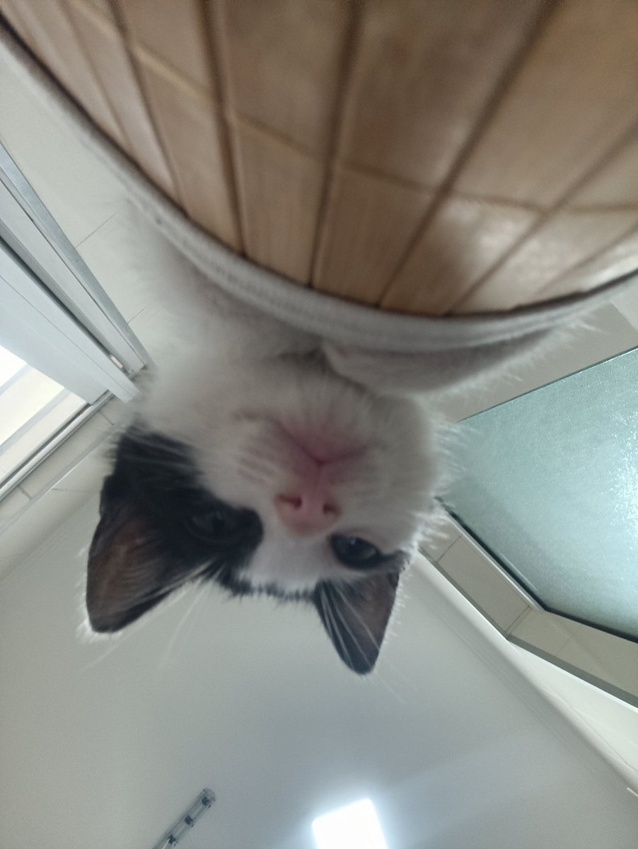 integrante da família palmito tweet media