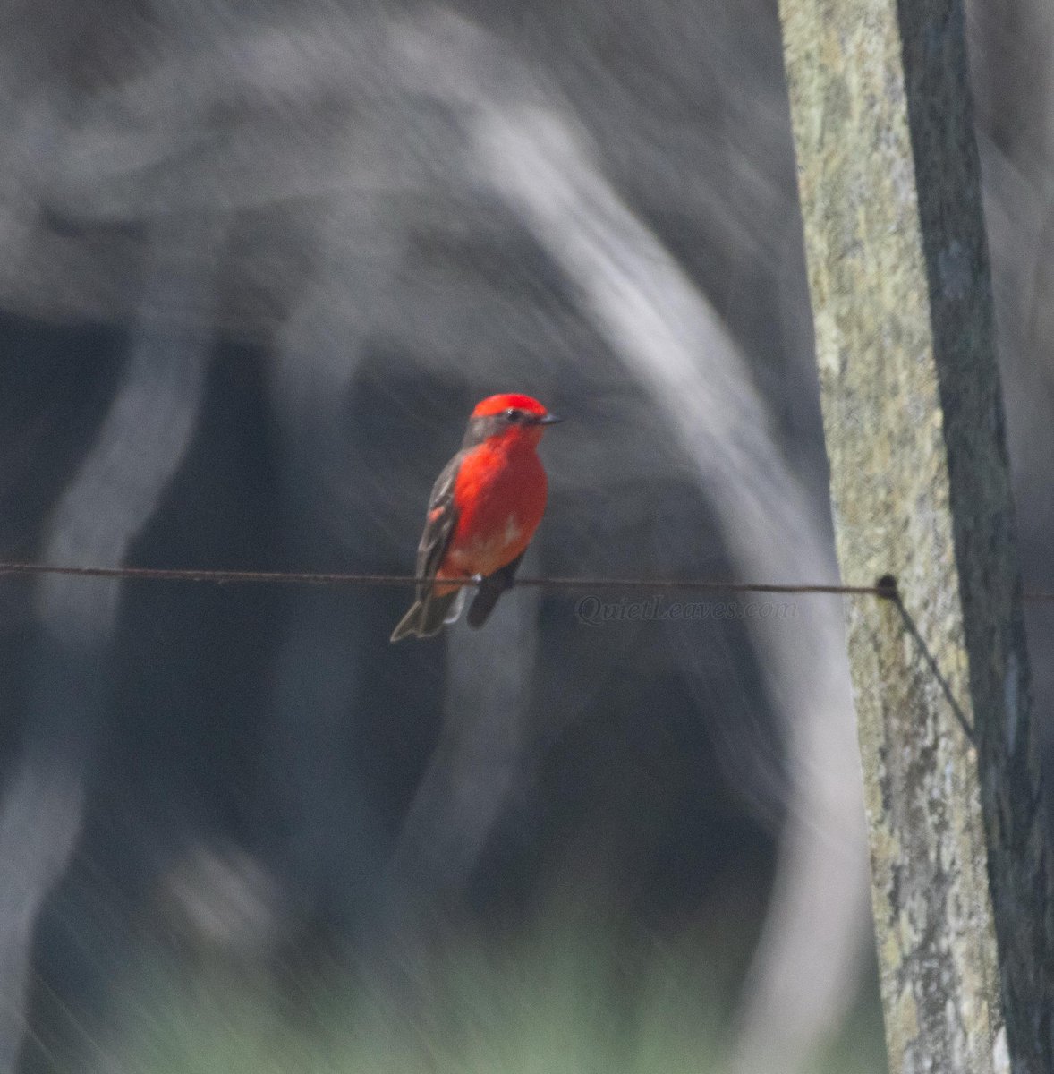 Полевая заметка: хищник не обязан быть большим и страшным. Иногда хищник — это крошечный красный комочек, который просто очень любит мух.