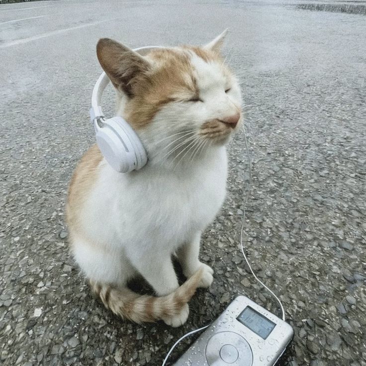 immortalcoder_'s tweet image. Gm chat