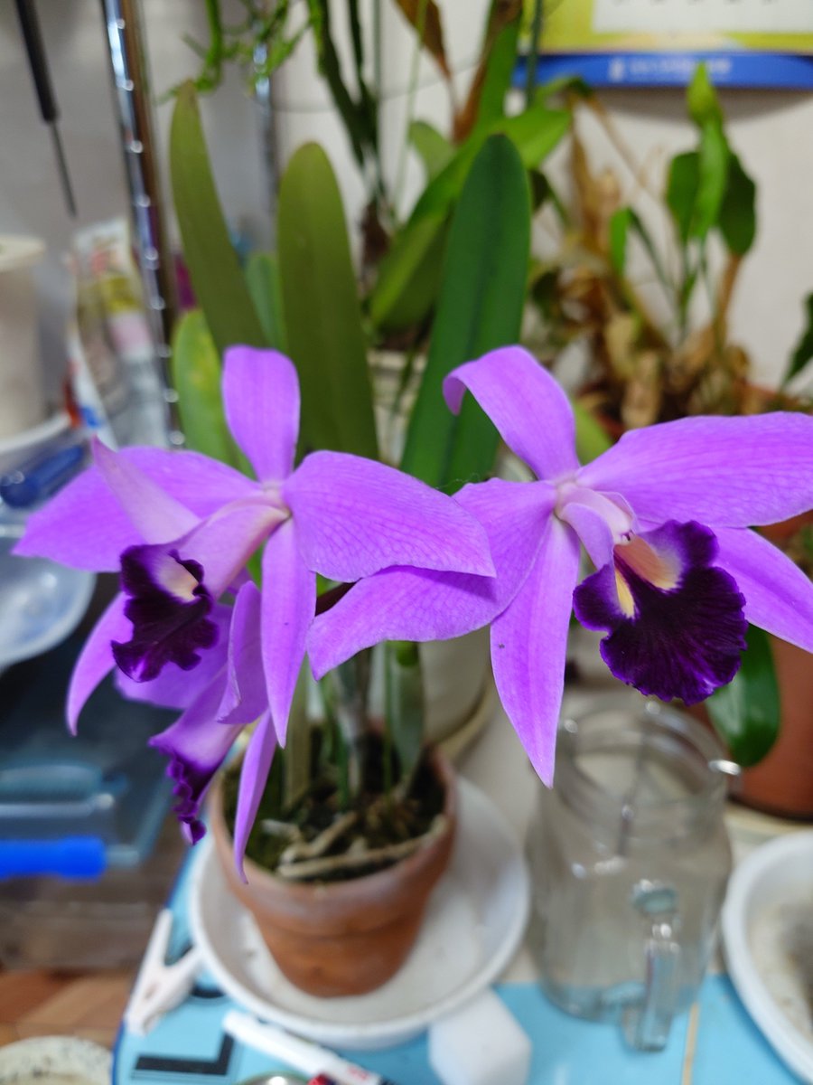 洋ラン 蕾付き大株カトレア 朝から洋ラン展行ってきた カトレアとまだ蕾状態の二株お迎え