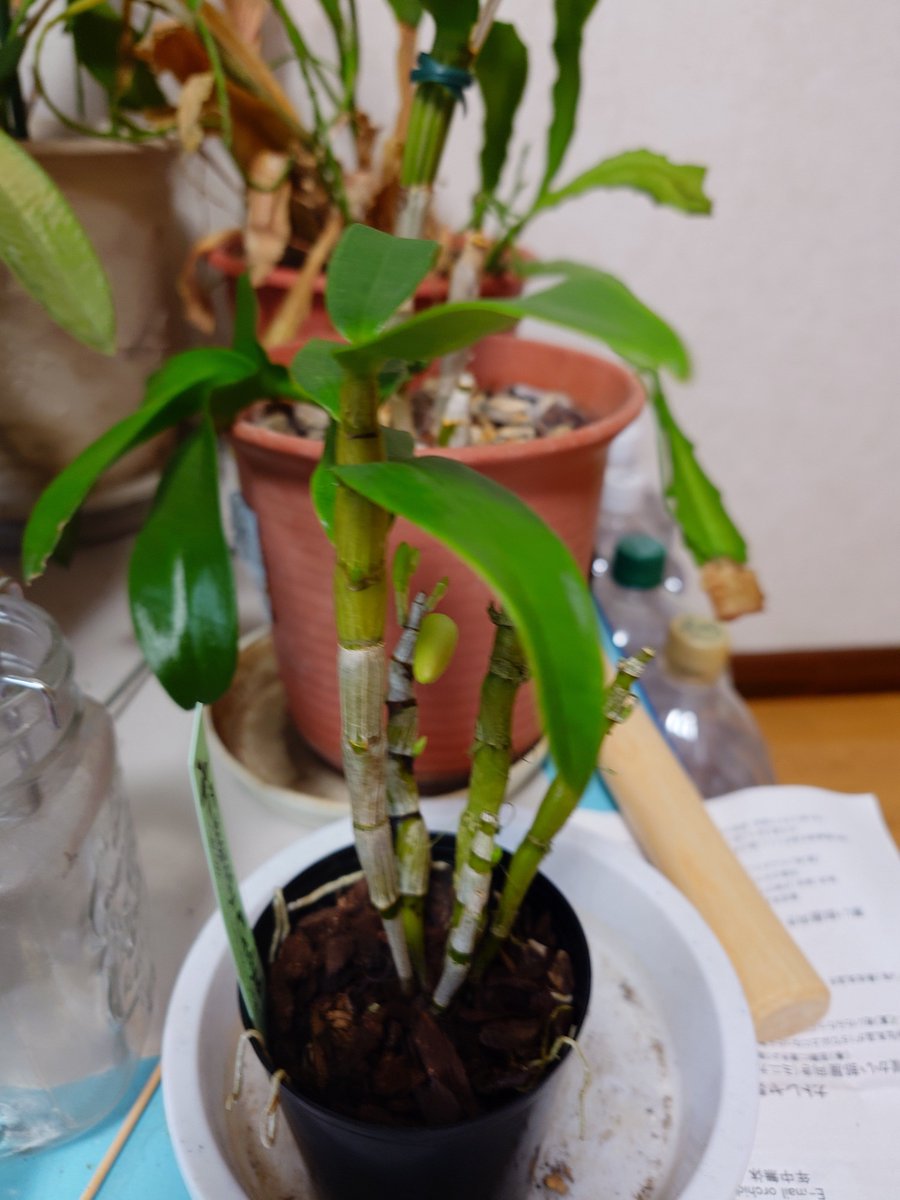 朝から洋ラン展行ってきた カトレアとまだ蕾状態の二株お迎え