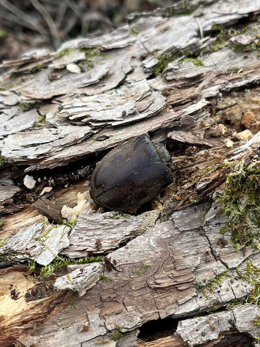 蟲眼鏡 (@meganemushi1229) / Posts / X