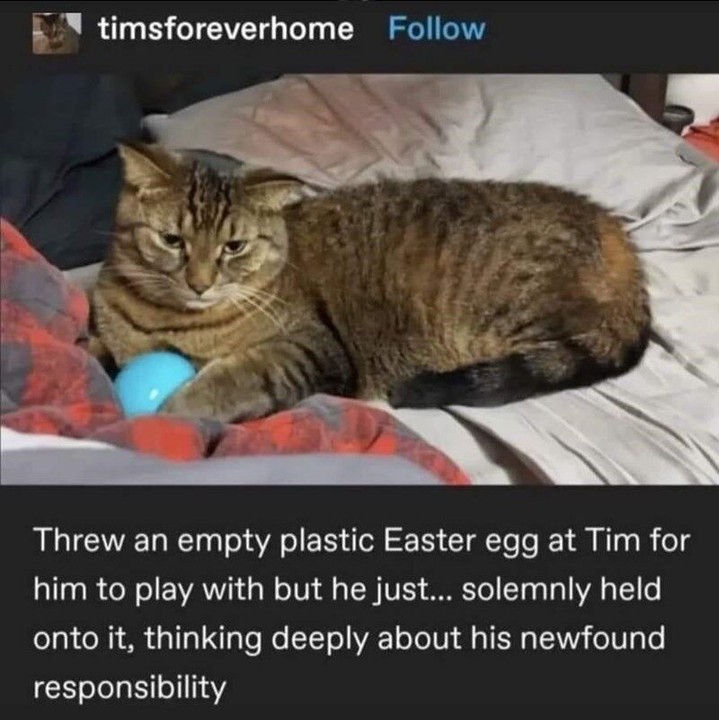 Punch Cat (@punchingcat) on Twitter photo 