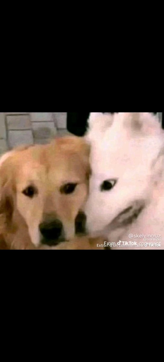 HONORARIO tweet media