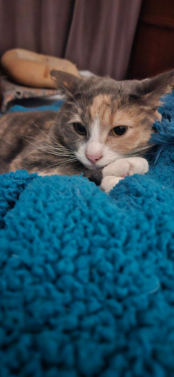 What would your pet be in wrestling? 

Max would be Mace's manager.
Mace would 💯 be a heel 

Orangey Boi? Complete face 
Parkour would be the antihero