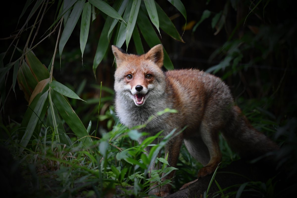 いつも心の中にいる仲間たちが応援してくれるので今日一日を乗り切れる！
※欠けた左下犬歯を補填（画像修正）
#コウちゃんを忘れない #コウちゃんの思い出アルバム #ホンドギツネ #ズーラシア #RedFox #ZOORASIA