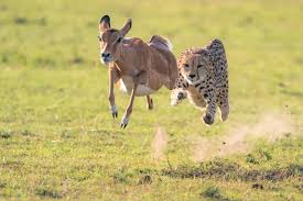 रफ़्तार दोगुनी हो जाती है, जब ज़िंन्दगी दांव पर लगी हो !!