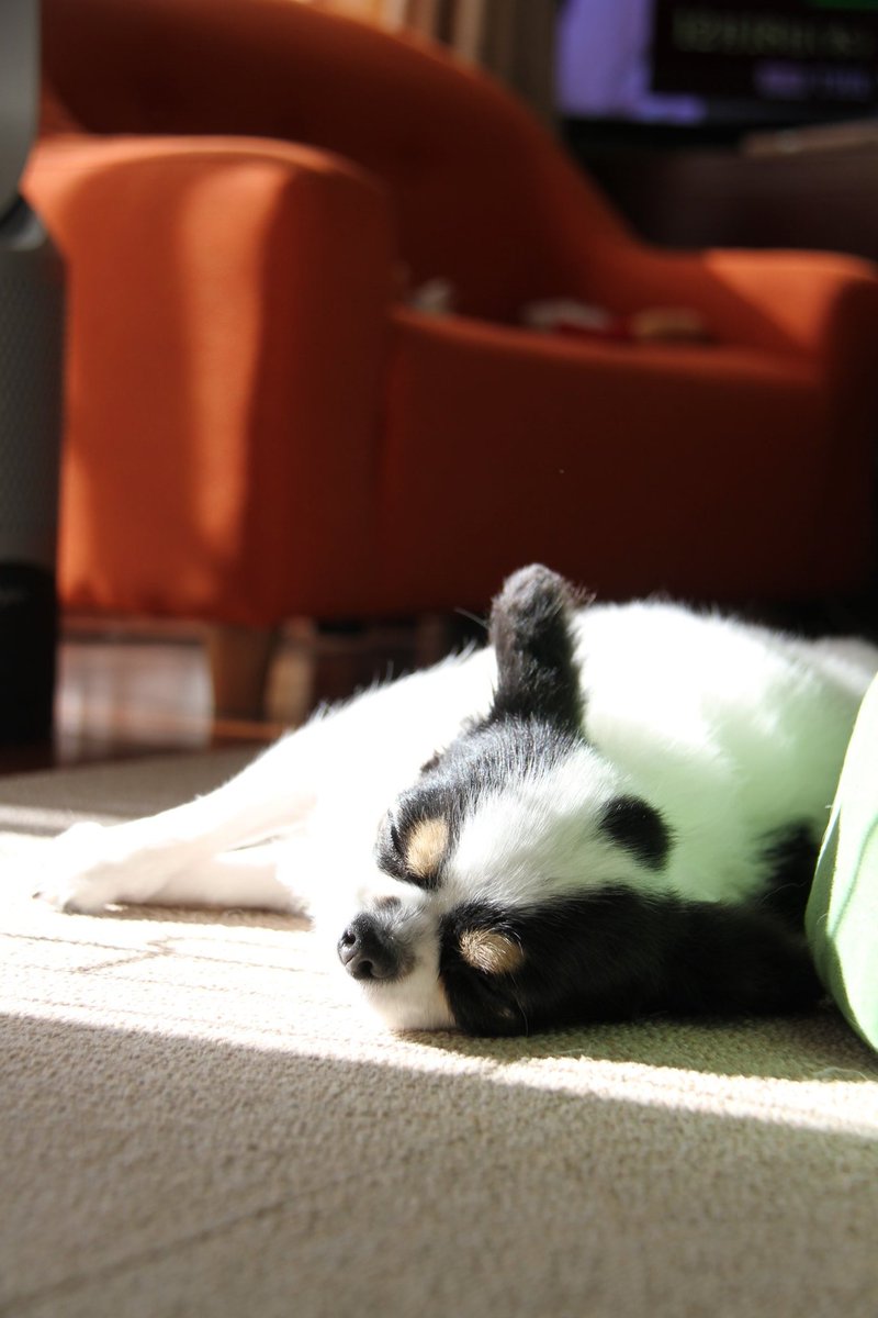 犬用 (@Y6w1erIZKKgi9fE) / Posts / X