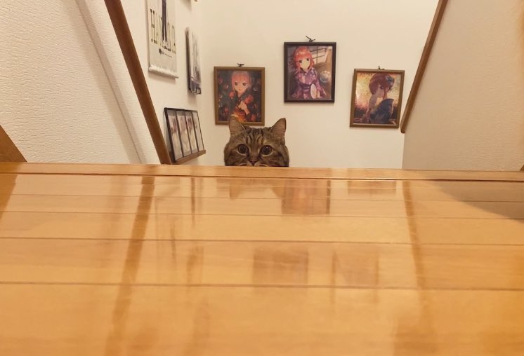 遊び待ち
 #猫のいる暮らし
 #姉猫