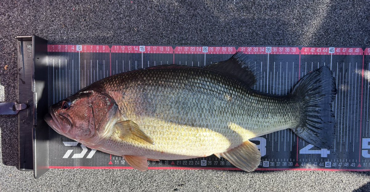 ちょび様　AMD-KB1, TD-OW90 2点おまとめ mqdefault.jpg