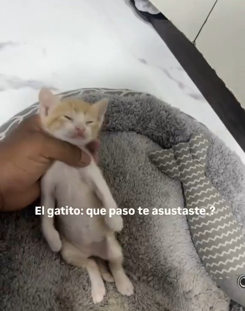 Internauta 🚀 tweet media