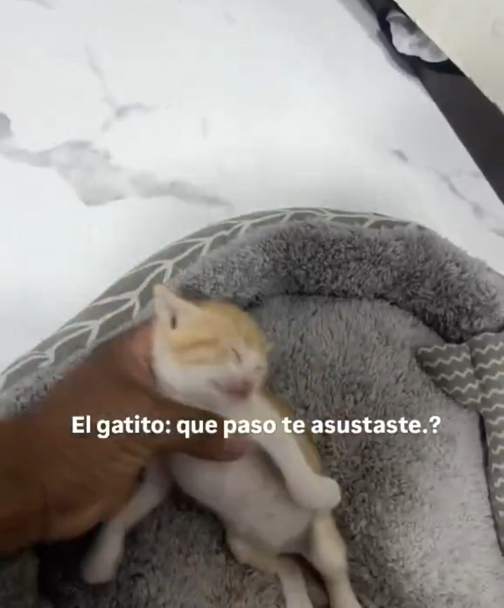 Internauta 🚀 tweet media