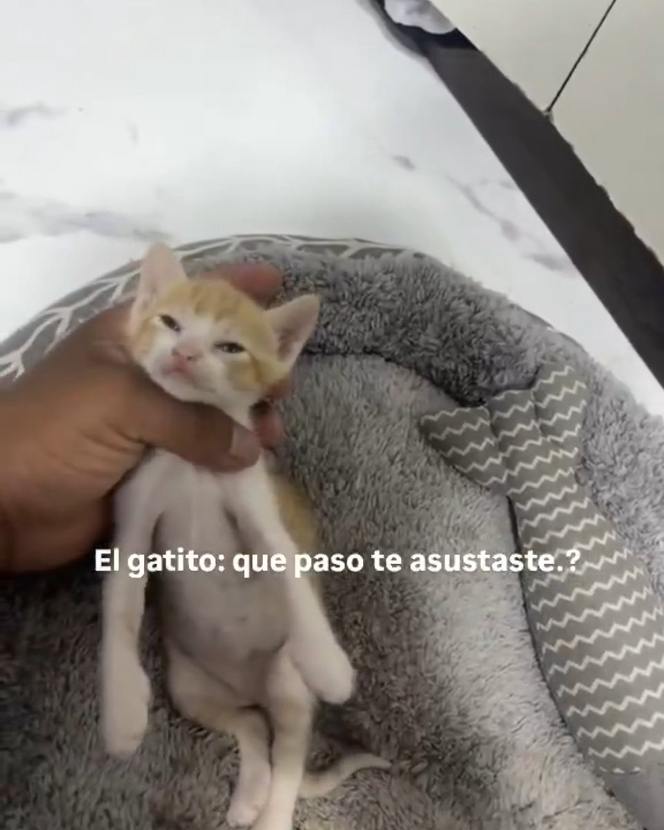 Internauta 🚀 tweet media