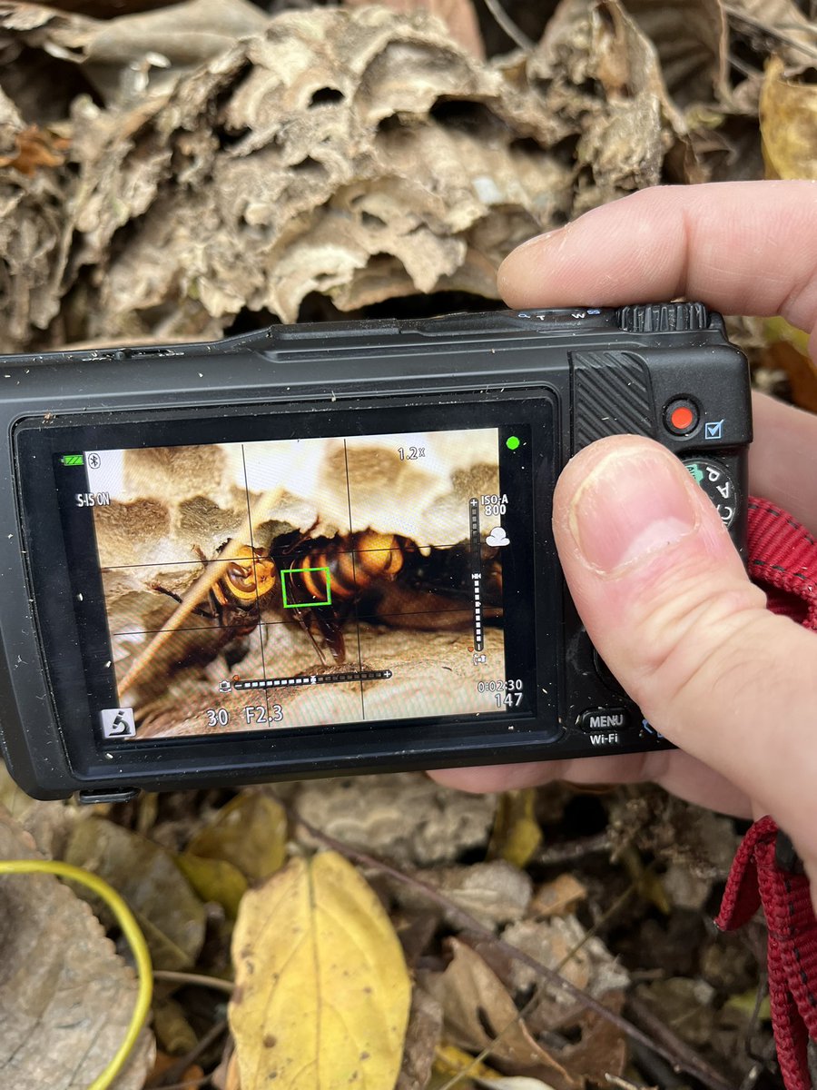 蟲眼鏡 (@meganemushi1229) / Posts / X