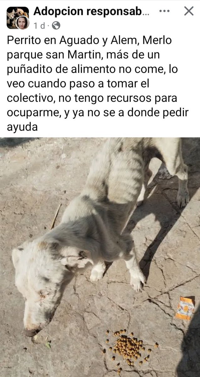 Alguien que salve a este inocente🥺🙏🙏🙏🙏🙏
#Merlo 
<a href="/PerrosdeMerlo/">Perros de Merlo</a>