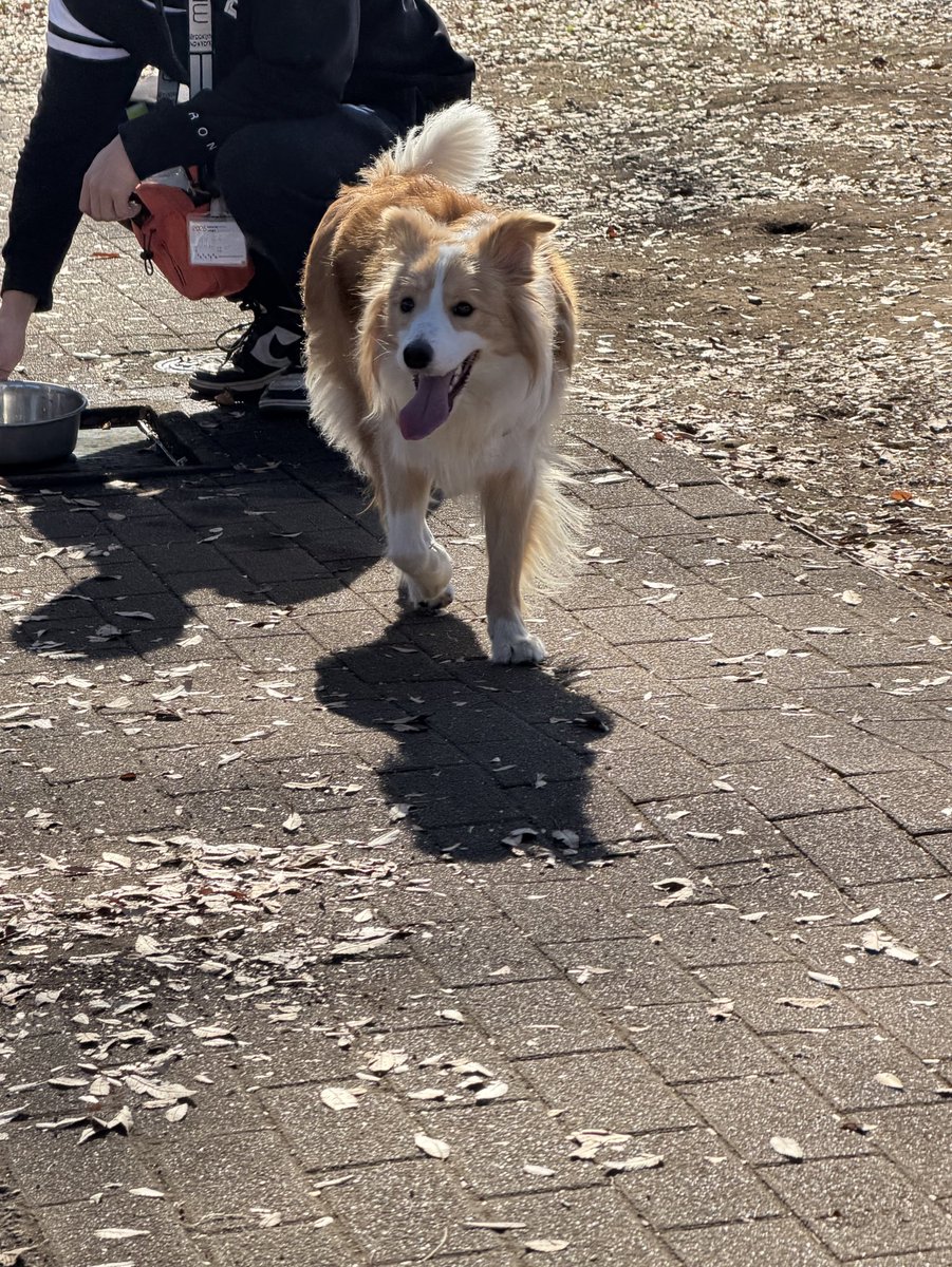 ドッグラン、にこにこの犬さん