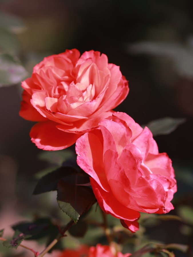 \[V}KWwRXfBAhbgR!!x:ŐV𐏎XV!!