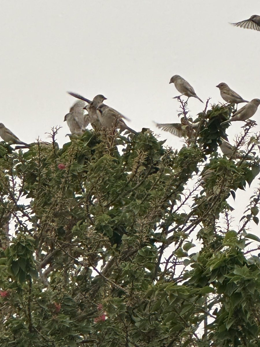 قافلة tweet media