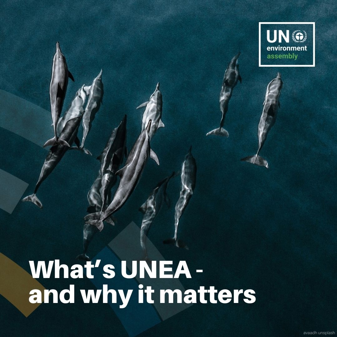 UNEP's tweet photo. The @UN Environment Assembly is where countries agree on how to tackle the world’s biggest environmental issues.

Since 2014, over 100 resolutions have advanced global action on climate, nature, pollution and a more resilient planet.

Stay tuned for #UNEA7!

🗓 8–12 Dec | Nairobi

For more info: https://t.co/7Zy1Xw7qPH