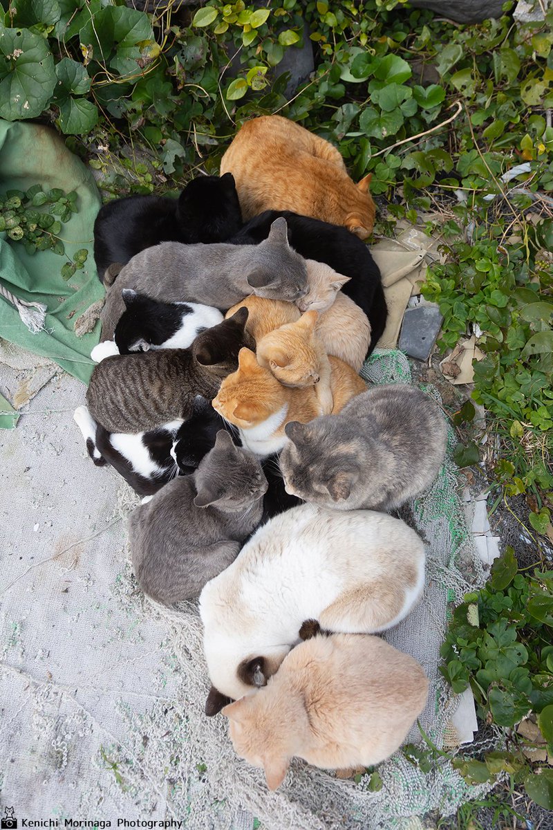 photomoriken's tweet image. ネコ団子はあったかい