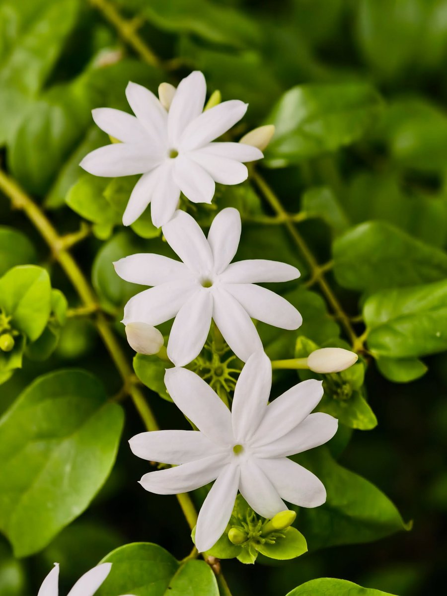 NilaMohan133047's tweet photo. Bloom where you are planted, even small moments can be beautiful💟
#Nature #Bloom #Flowers #Jasmine #PeacefulVibes #Greenery #Photography #DailyClick #NatureLovers #Aesthetic https://t.co/uYTzUcepMH
