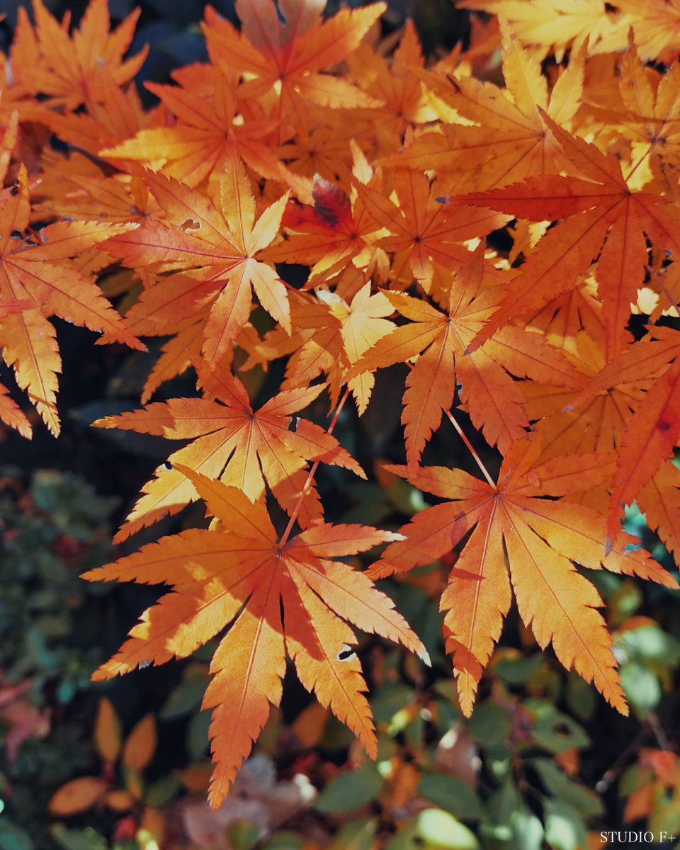 STUDIOFPLUS's tweet image. この画像は「もみじ」です。いよいよ12月に入り、冬の寒さが厳しくなってきました。すでに散ったもみじもありますが、今年最後の紅葉を見ながら短い秋を惜しんでいます。

#studiofplus #NaokiFujimoto #新作映画製作 #もみじ #最後の紅葉