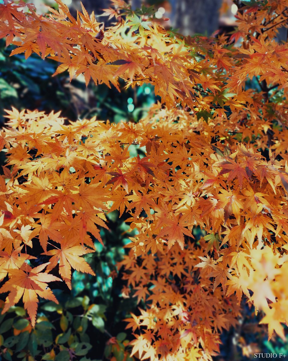 STUDIOFPLUS's tweet image. この画像は「もみじ」です。いよいよ12月に入り、冬の寒さが厳しくなってきました。すでに散ったもみじもありますが、今年最後の紅葉を見ながら短い秋を惜しんでいます。

#studiofplus #NaokiFujimoto #新作映画製作 #もみじ #最後の紅葉
