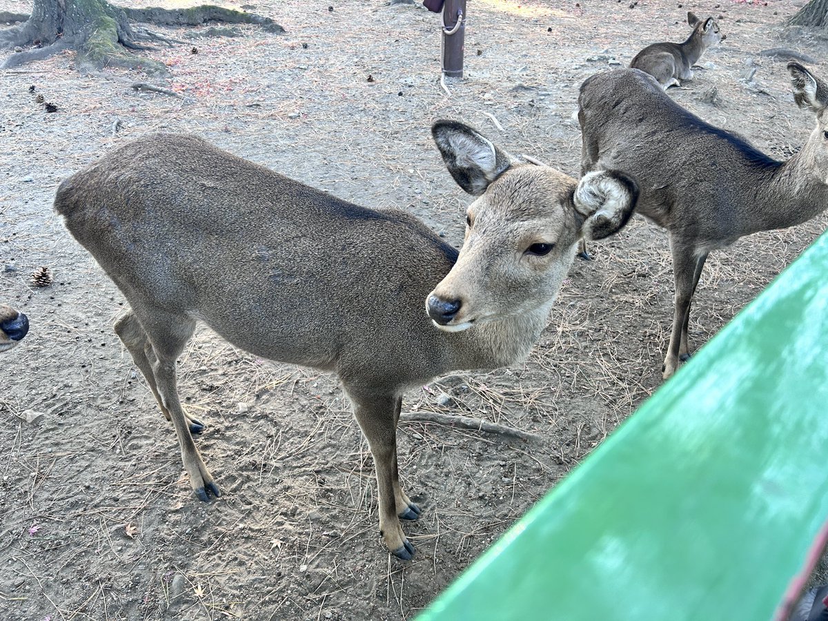 ふと思い立って奈良公園へ
