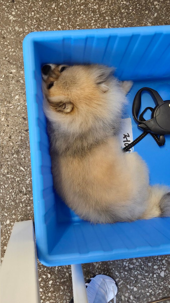 우리집견의 경우 탄설탕포메로 우리집에 와서 점점 황설탕포메가 되더니 털갈이계절에 따라 가끔 흑설탕포메 황설탕포메 등을 왔다갔다하는 경향이 있음