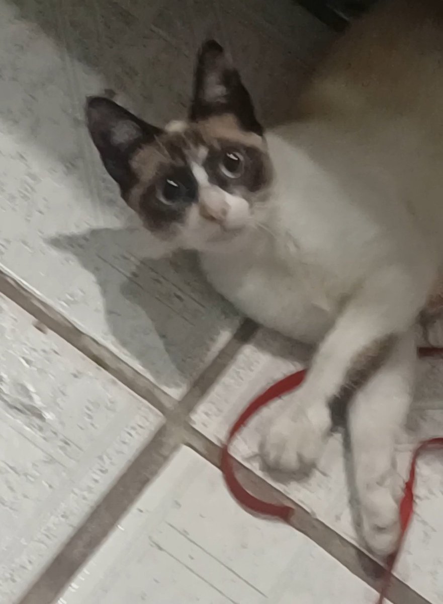 coisas estranhas que aconteceram hj:
- apareceu uma barata na minha casa 
- fui pra rua procurar inseticida 
- não achei, mas achei um gato que me seguiu até em casa 
- pensei que ele mataria a barata
- a barata sumiu me causando insônia 
- o gato ficou
- agora tenho um gato