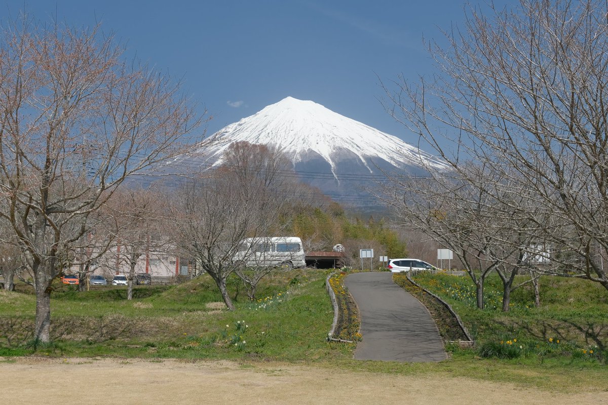 kwatanabex's tweet photo. 富士山さくらの園。
富士山スカイライン富士宮側入り口付近にある小さな公園。
案内板によると、園内にはいろいろな種類の桜が咲くみたい。
訪れたときは全般的に咲き始めのようで、見ごろのような華やかな感じでは無かった。
来週にはおおよそ咲きそうな感じなので、見ごろになるにつれて賑わいそう。 https://t.co/uE1VohFa8l