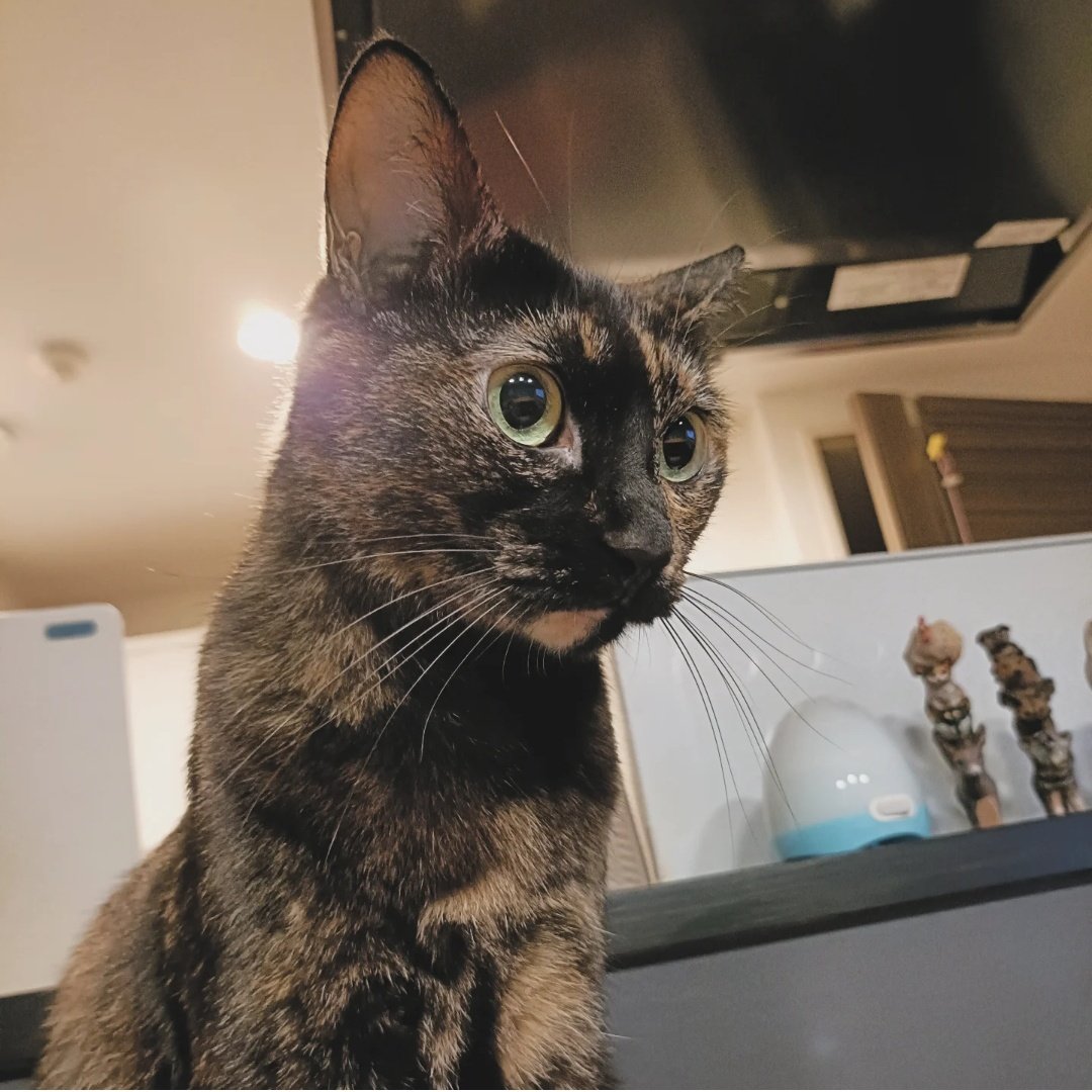 サビ猫の月麦 (@tsumugi_0260) / Posts / X