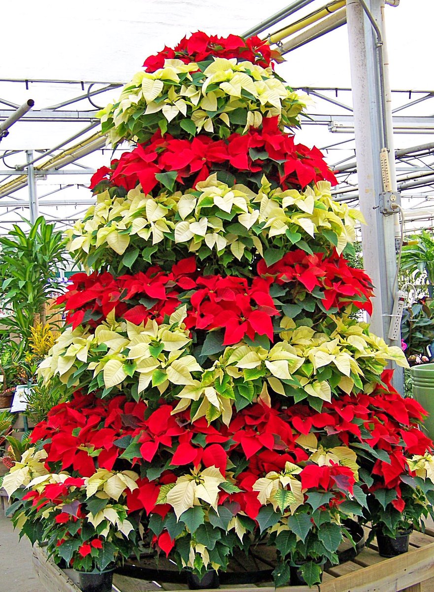 fdelatg's tweet image. 👉🏽 The first 🇺🇸 Envoy to 🇲🇽 -Joel R. Poinsett- took the first 🇲🇽 poinsettia to the 🇺🇸
👉🏽 In Spanish: #Nochebuena (Holy Night)
👉🏽 Nombre original Cuetlaxochitl
👉🏽 Nombre científico: Euphorbia Pulcherrima
👉🏽 Flor originaria de 🇲🇽 producida en:
Morelos 6.997.000
CDMX 3.640.000…