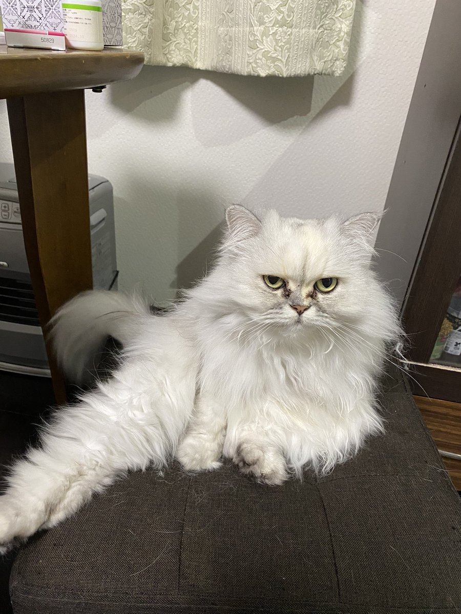 きのこのこのこ (@kinoco_neco1234) / Posts / X