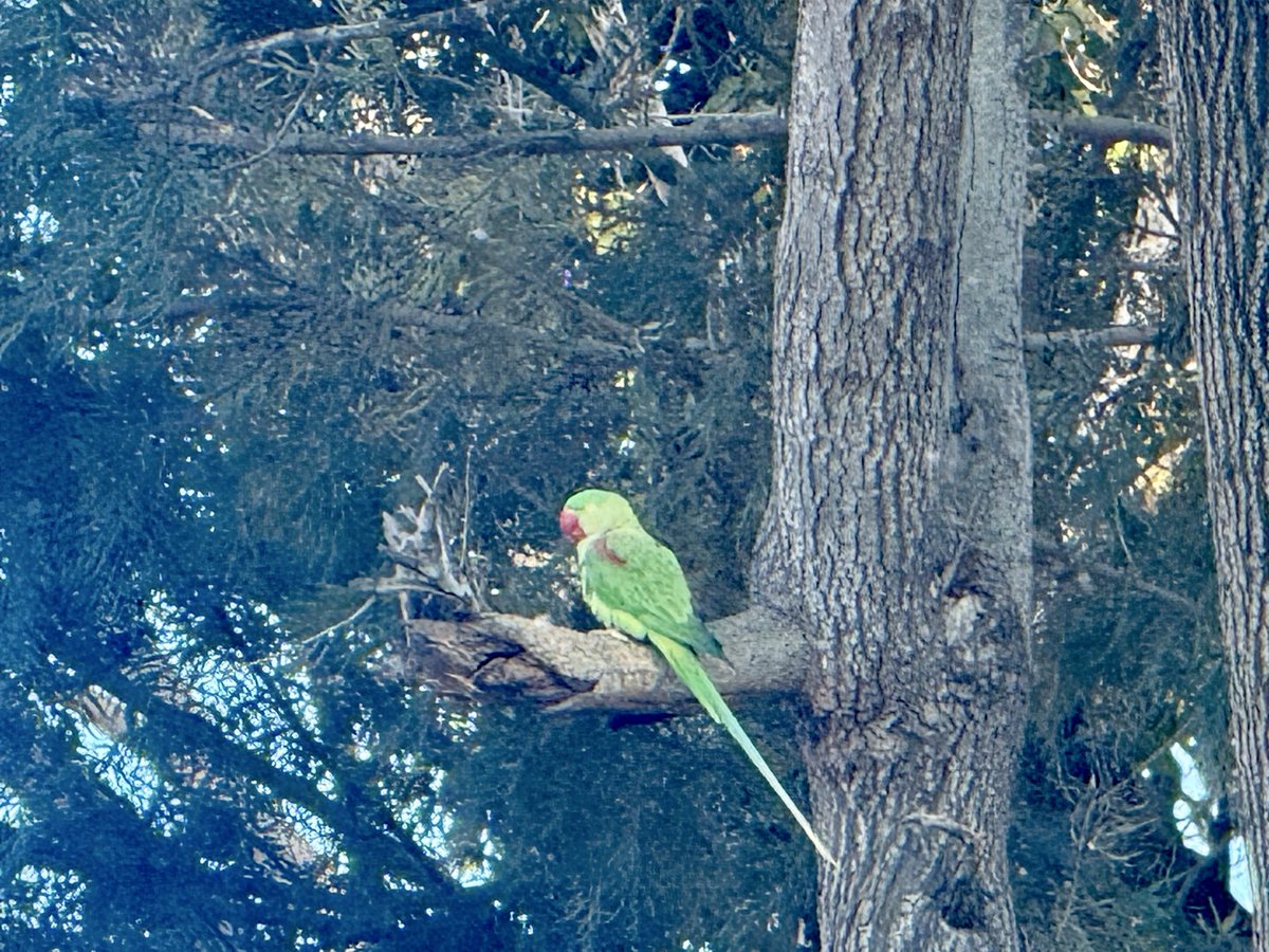 RahilMahajan07's tweet photo. 📷 (Instagram) catchynature2021

#NaturePhotography #birds #nature #sundayvibes #parrots #photograghy #BeautifulStrangers https://t.co/j266wV14yJ
