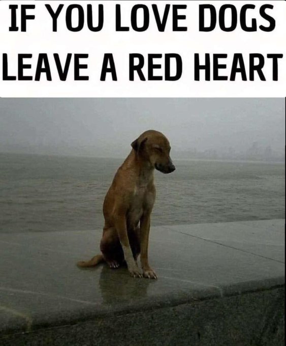 Dog Lovers tweet media